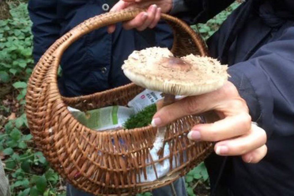 découverte des champignons en forêt de saint germain en laye